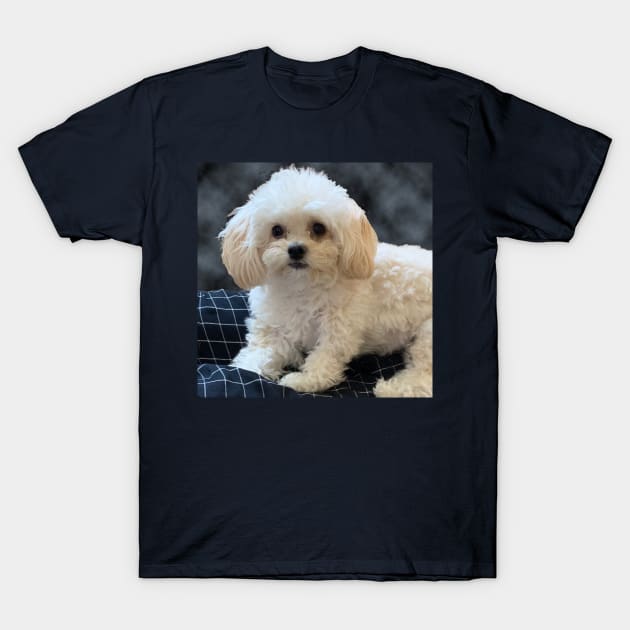 Maltipoo Love. Beautiful little dog with long silky white hair. T-Shirt by KarenZukArt